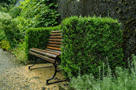 Best Hedging Plants in Perth, Australia