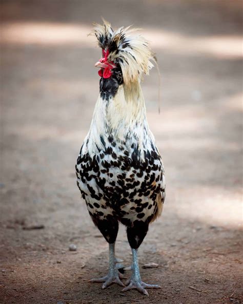 All 19 Black and White Chicken Breeds