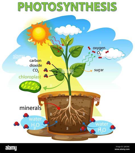 Image result for Basic Photosynthesis