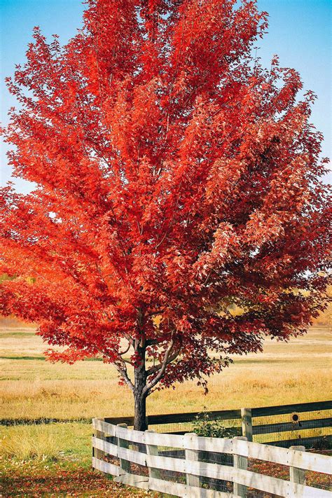 The Best Fast Growing Trees for Privacy, Shade, Color and More in 2023 | Fast growing shade ...