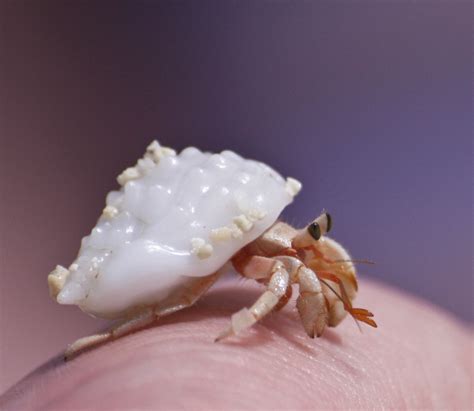 Hermit Crab Species