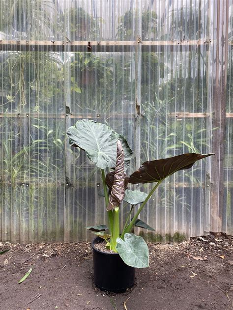 Alocasia Regal Shields | Elephant Ear Plant | Mickey Hargitay Plants