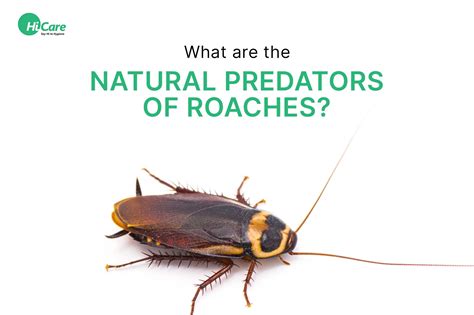 Best Insights on Natural Predators of Roaches | HiCare – HiCare (A ...
