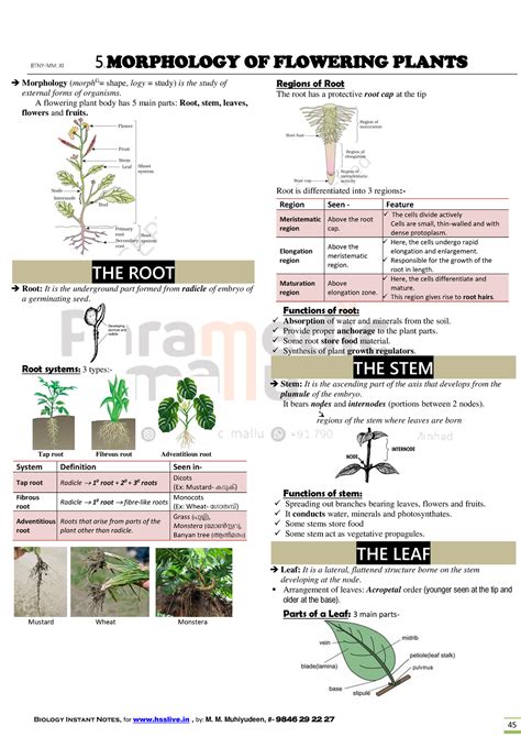 HSSLIVE XI Botany Instant Notes: Morphology of Flowering Plants - Studocu