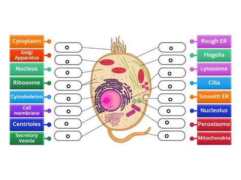 Cell Structure Drawing 的图像结果