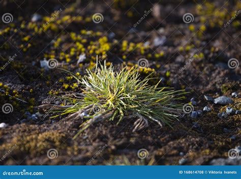 Macrophoto of Deschampsia Antarctica, the Antarctic Hair Grass, One of ...