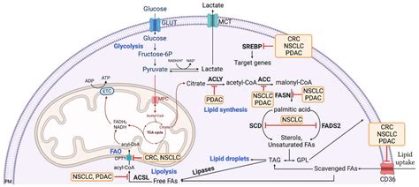 Lipid Metabolic Alterations in KRAS Mutant Tumors: Unmasking New ...