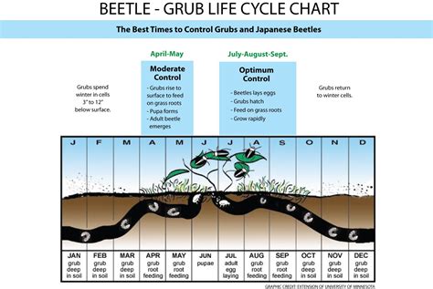 FAQ: Controlling Grubs and Japanese Beetles - Pasquesi Home and Gardens