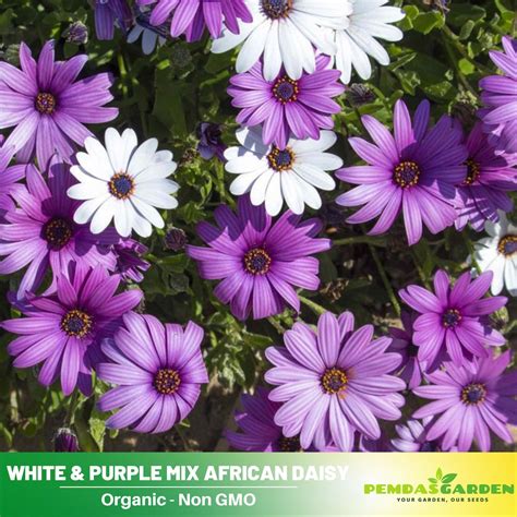 100 Seeds| White & Purple Mix African Daisy Seeds - Open-pollinated ...