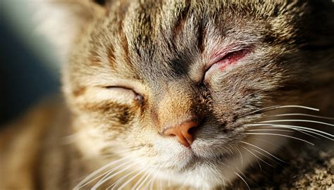 A Guide to Understanding and Treating Eye Infections in Cats