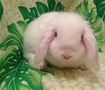 Image result for White Baby Bunnies with Blue Eyes