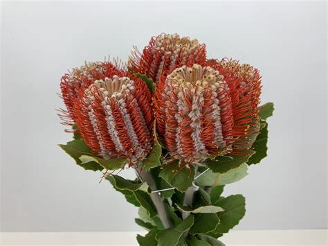 Australian Native Blooms: Year-Round Beauty in Your Garden