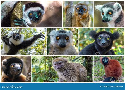 Types Of Lemurs