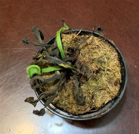 left it outside in the cold for some weeks, can it come back? what should i do with it : r ...