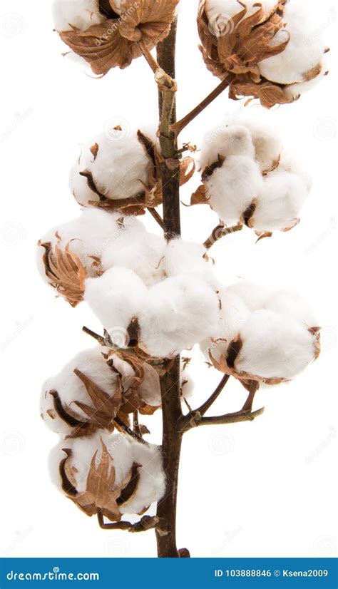 棉树蓬松棉花球 库存照片. 图片 包括有 纱线, 竹子, 纤维, 行业, 空白, 背包, 方式, 纺织品 - 103888846