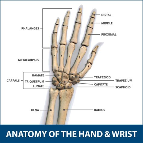 Left Wrist Bone Anatomy