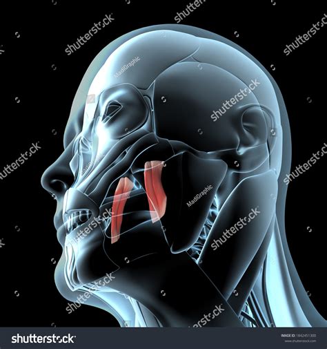 Medial Pterygoid Muscle Cadaver