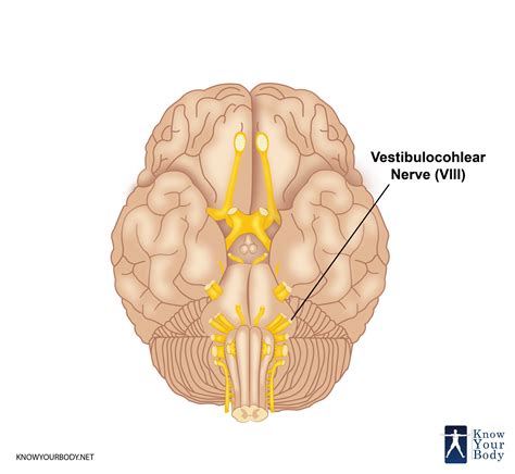 Vestibular Nerve Anatomy