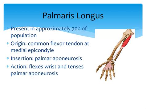 Anatomy of forearm | PPTX