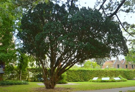 Browse T | Hortus Botanicus Leiden, Netherlands