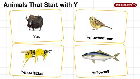 20+ Animals that Start with Y in English with Pictures