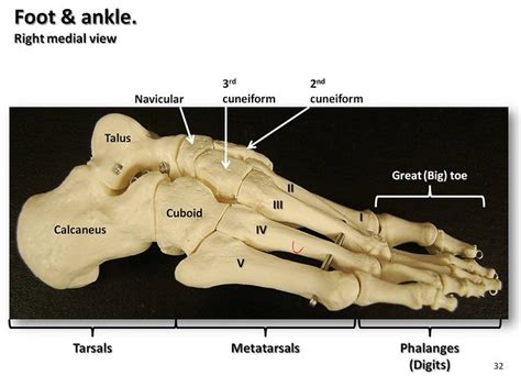 Bones of the foot and ankle, medial view with labels - Appendicular ...