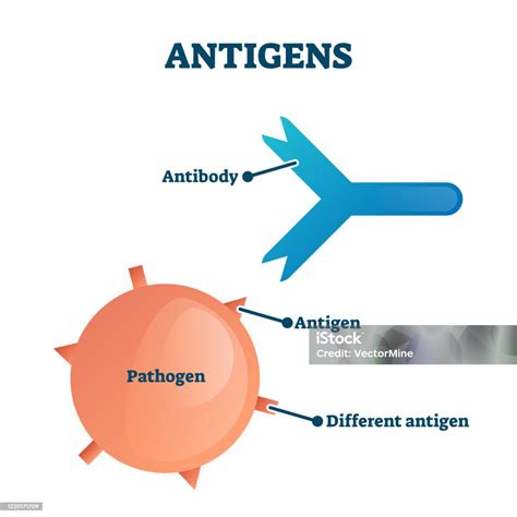 Antigen Receptor Immune System at Magda Salas blog