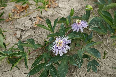 Growing Maypop Passion Vines: Learn About Maypop Passion Flower Care