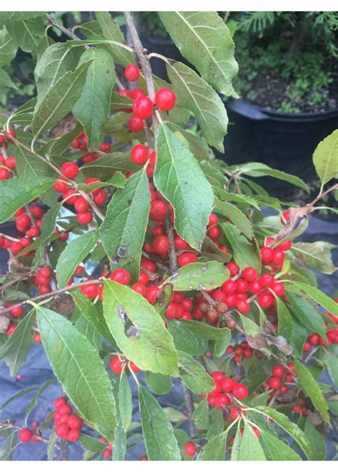Ilex vert. FarrowBP Holly - Winterberry, Berry Poppins, #3 - Behmerwald ...