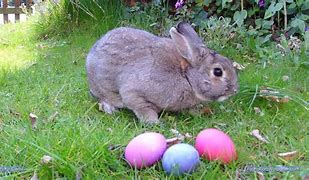 Image result for Rabbit Eggs