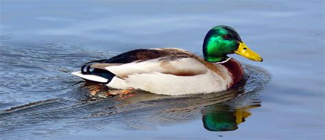 Image result for Animals Using Sign Language
