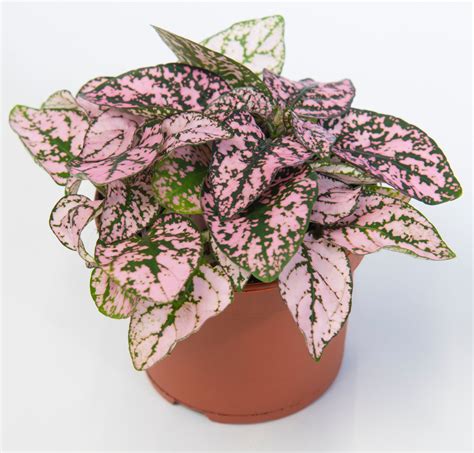 Hypoestes phyllostachya Polka dot Plant 4" - Urban Garden Center