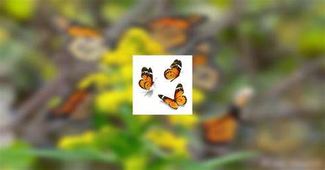 Obituary Galleries | Janet Kay Reeves of Galax, Virginia | Vaughan ...