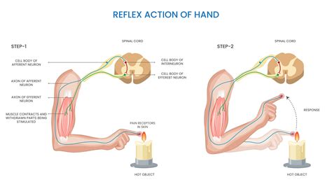 Sensory Reflex Diagram