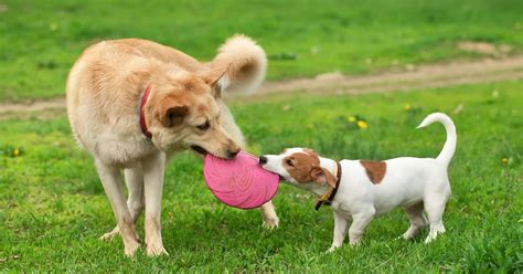 Never Forget Frisbee Dog