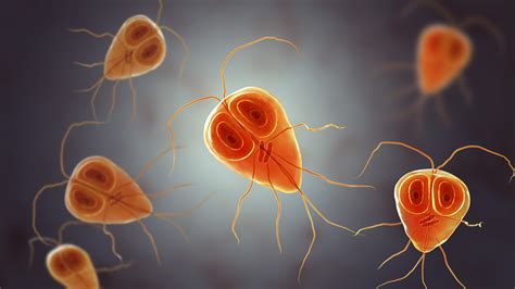 How Common Is Giardia In Dogs