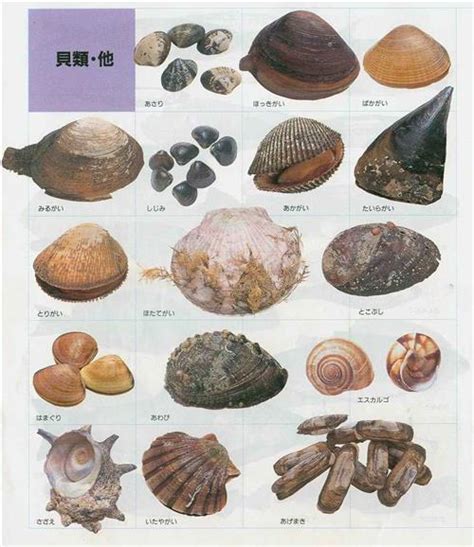 【贝壳的种类及名称】有哪些贝壳的种类图片大全_第二人生