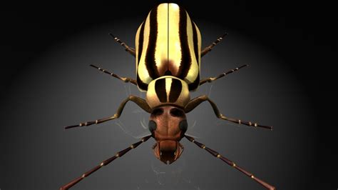 Meloidae Blister Beetle 3D Model - TurboSquid 1327084
