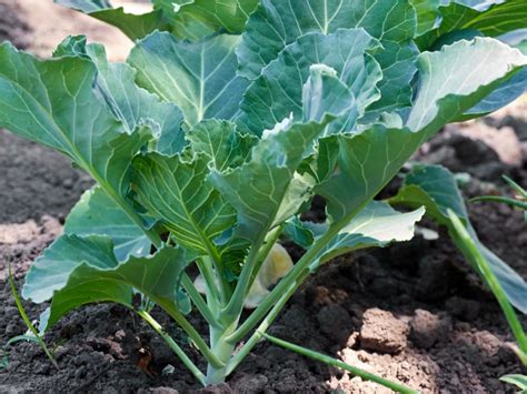 Southern Staple: Growing Collard Greens - South Elmonte Hydroponics