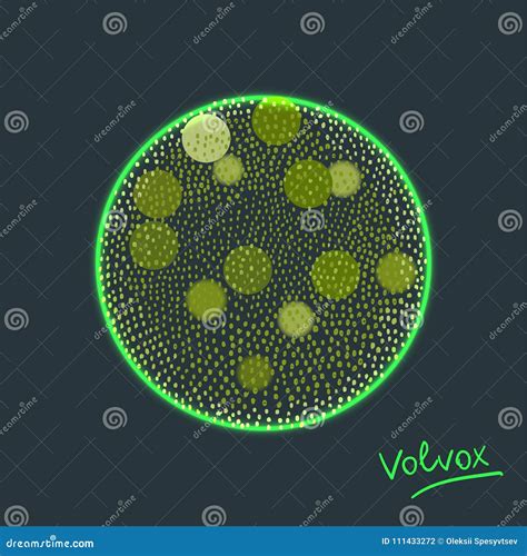 Vector Illustration of Volvox -polyphyletic Genus of Chlorophyte Green Algae Living in Ponds ...