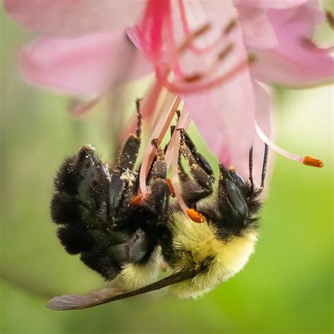How Do Flowers Help Bees: The Busy Buzz Behind Pollination