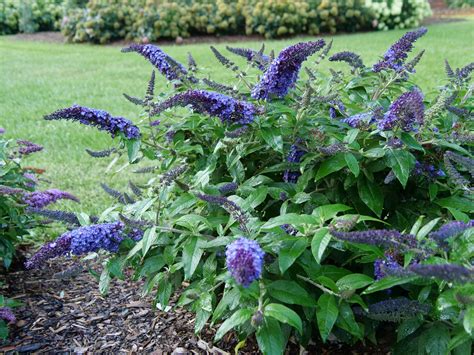 Pugster Blue® Butterfly Bush | ButterflyBushes.com