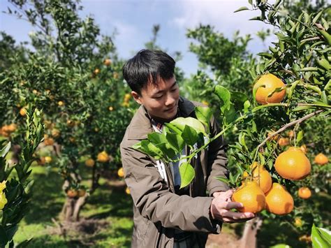 中国老人不服输,70多岁开辟荒山种橙子,种出了2000亩的励志橙!_褚时健_果园_财经人物