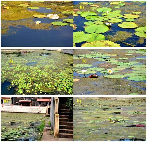 Kotiteertha - Gokarna Temple Pond: Rejuvination by the community - The ...