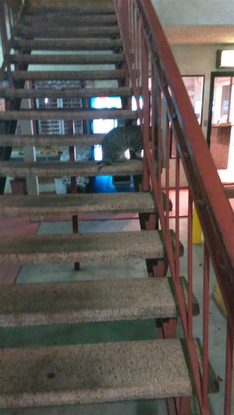 BRONCO MOTOR INN (Compton) - Inn Reviews & Photos - Tripadvisor