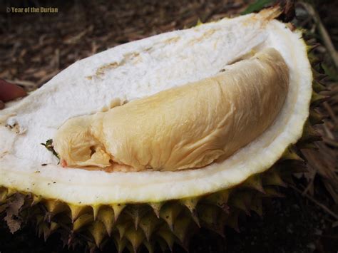 Durian in Puerto Rico - Year of the Durian