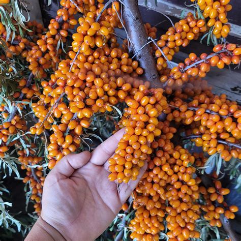 Sea Buckthorn Live Plant (Hippophae rhamnoides) – veliyathgardens