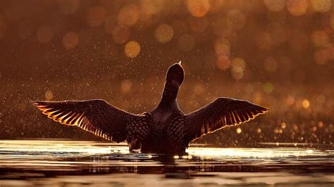 Bing Bird Wallpaper 的图像结果