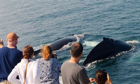 Cape Ann Whale Watch in Gloucester | Groupon