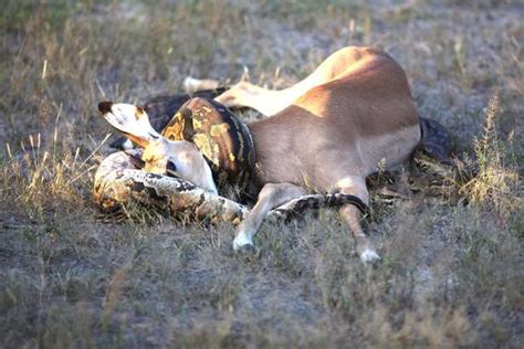 Python Eat Impala 的图像结果